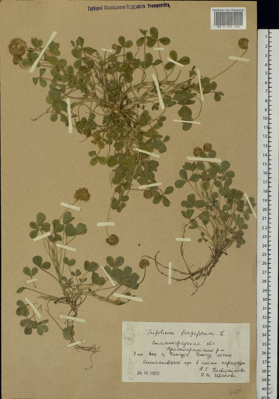 Trifolium fragiferum L., Eastern Europe, Lower Volga region (E9) (Russia)
