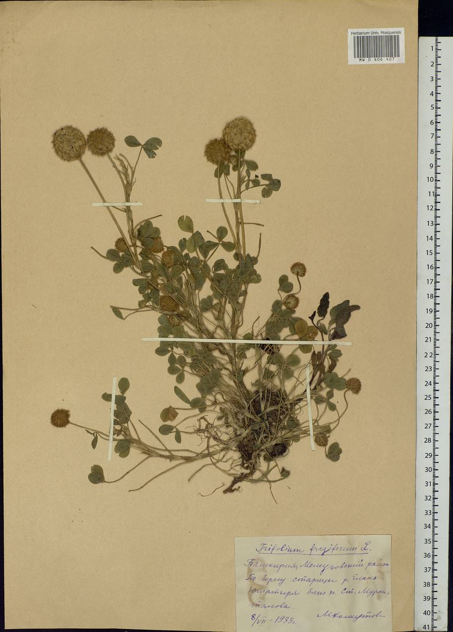 Trifolium fragiferum L., Eastern Europe, Eastern region (E10) (Russia)