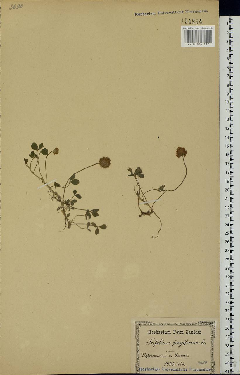 Trifolium fragiferum L., Eastern Europe, North Ukrainian region (E11) (Ukraine)