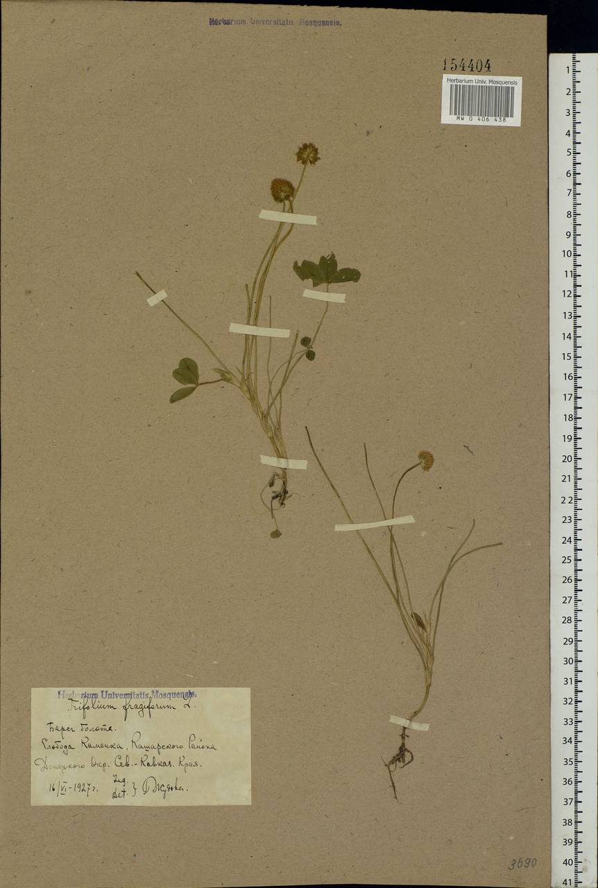 Trifolium fragiferum L., Eastern Europe, Rostov Oblast (E12a) (Russia)