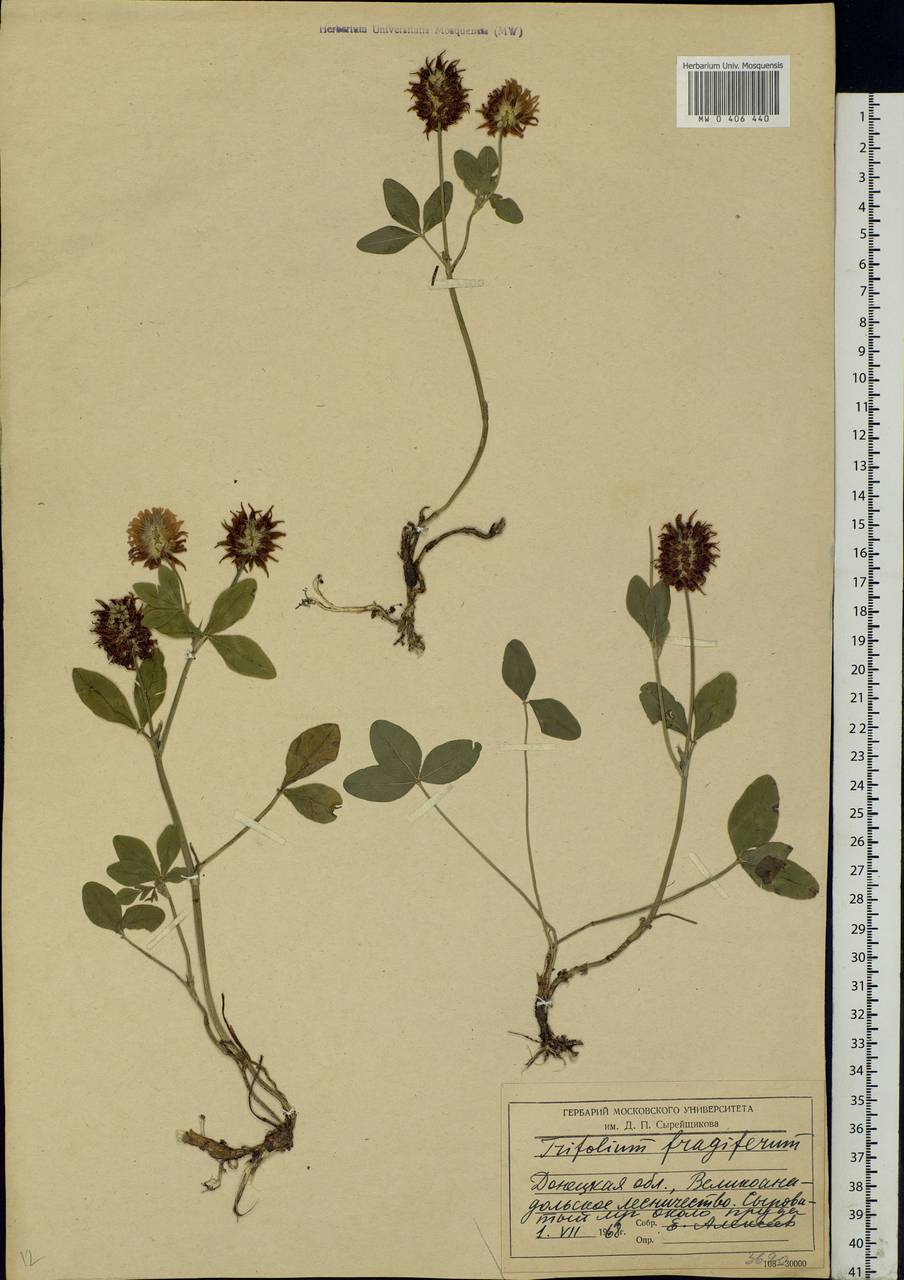 Trifolium fragiferum L., Eastern Europe, South Ukrainian region (E12) (Ukraine)