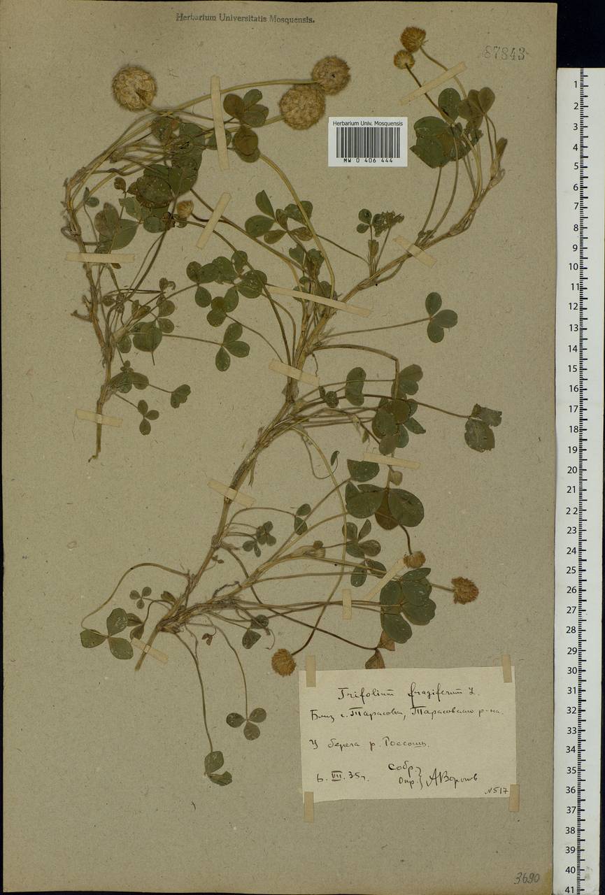 Trifolium fragiferum L., Eastern Europe, Rostov Oblast (E12a) (Russia)