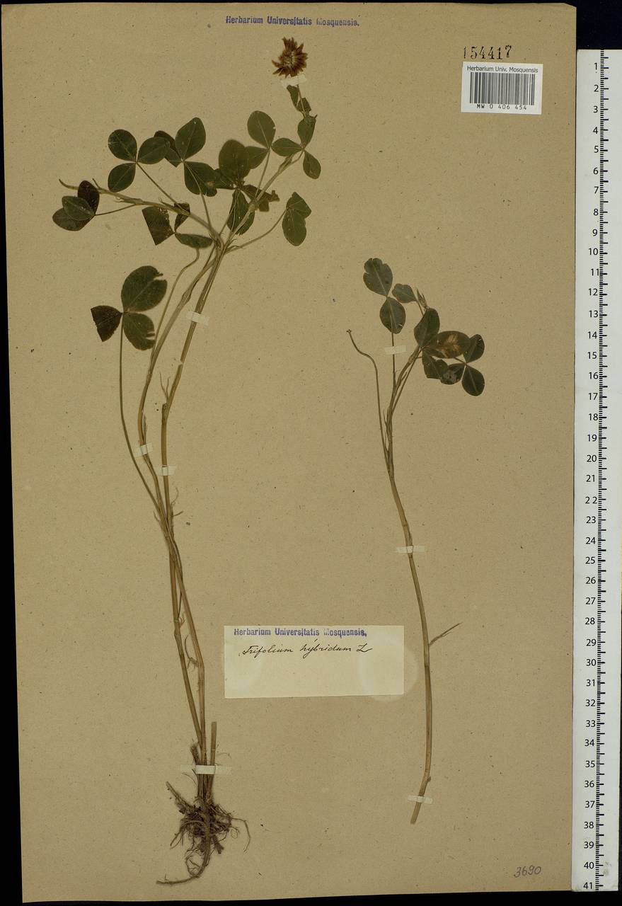 Trifolium hybridum L., Eastern Europe (no precise locality) (E0) (Not classified)