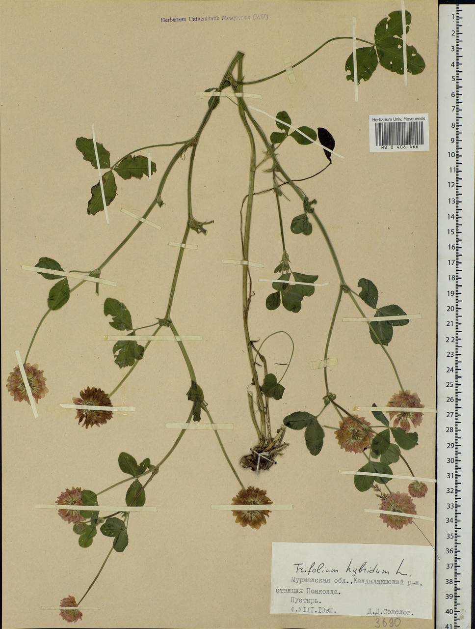 Trifolium hybridum L., Eastern Europe, Northern region (E1) (Russia)