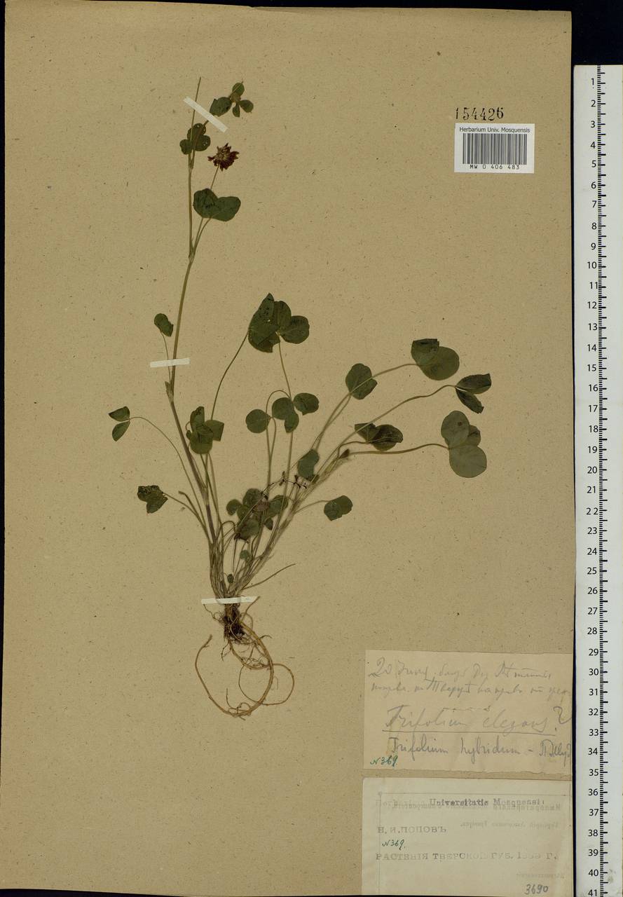 Trifolium hybridum L., Eastern Europe, North-Western region (E2) (Russia)