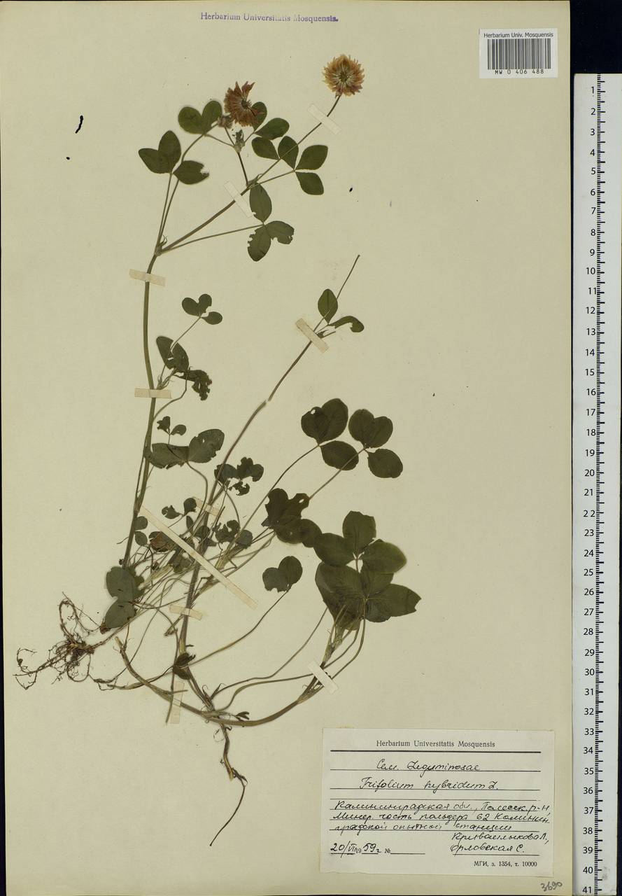Trifolium hybridum L., Eastern Europe, North-Western region (E2) (Russia)