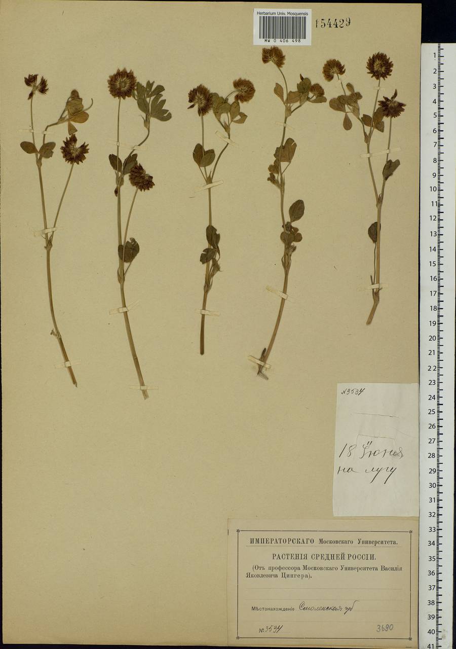 Trifolium hybridum L., Eastern Europe, Western region (E3) (Russia)