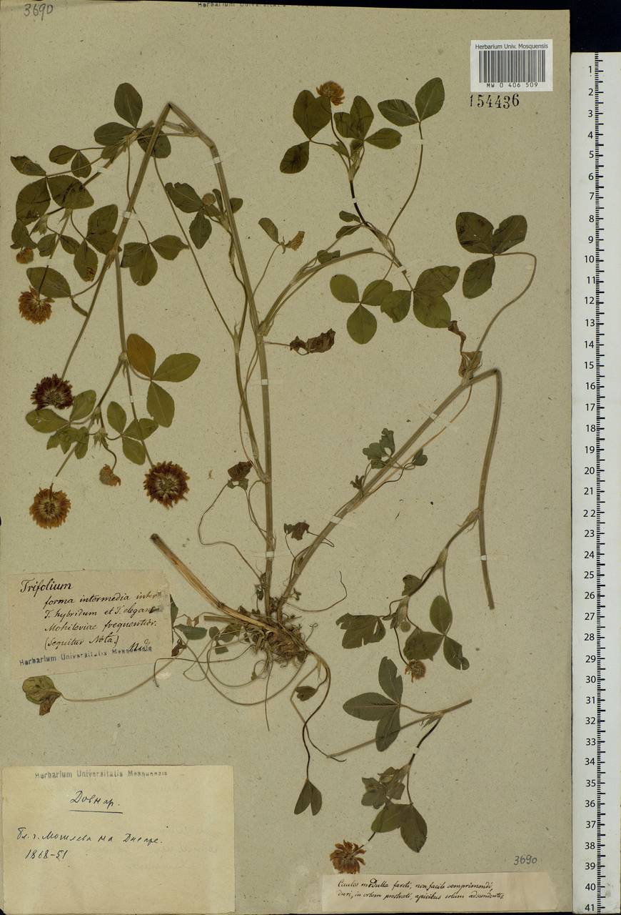 Trifolium hybridum L., Eastern Europe, Belarus (E3a) (Belarus)
