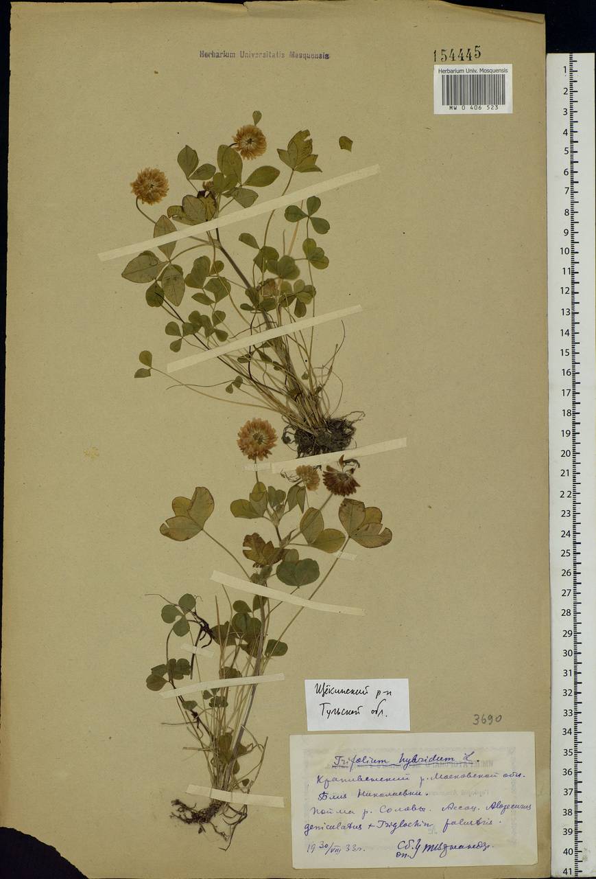 Trifolium hybridum L., Eastern Europe, Central region (E4) (Russia)