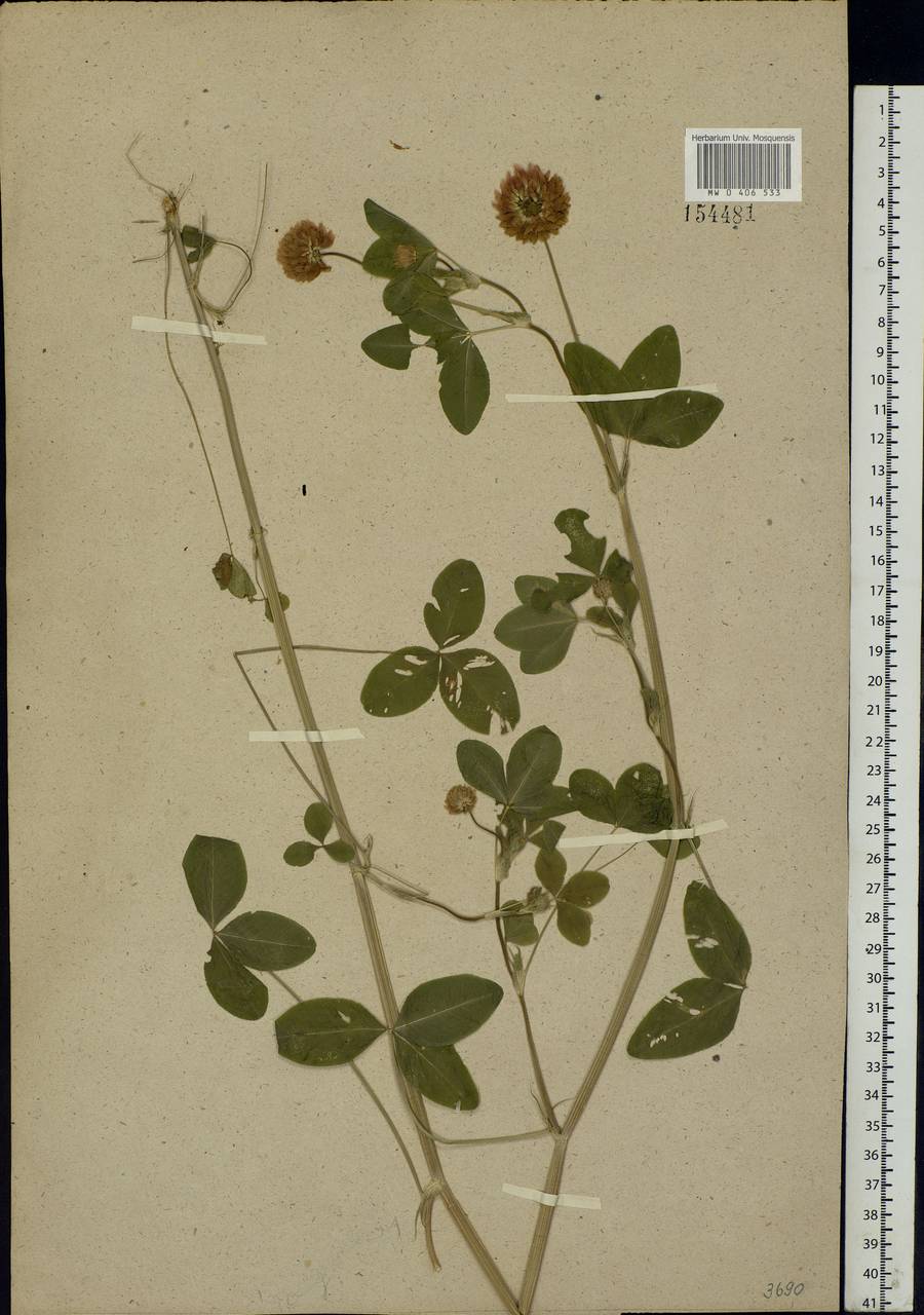 Trifolium hybridum L., Eastern Europe, Central region (E4) (Russia)
