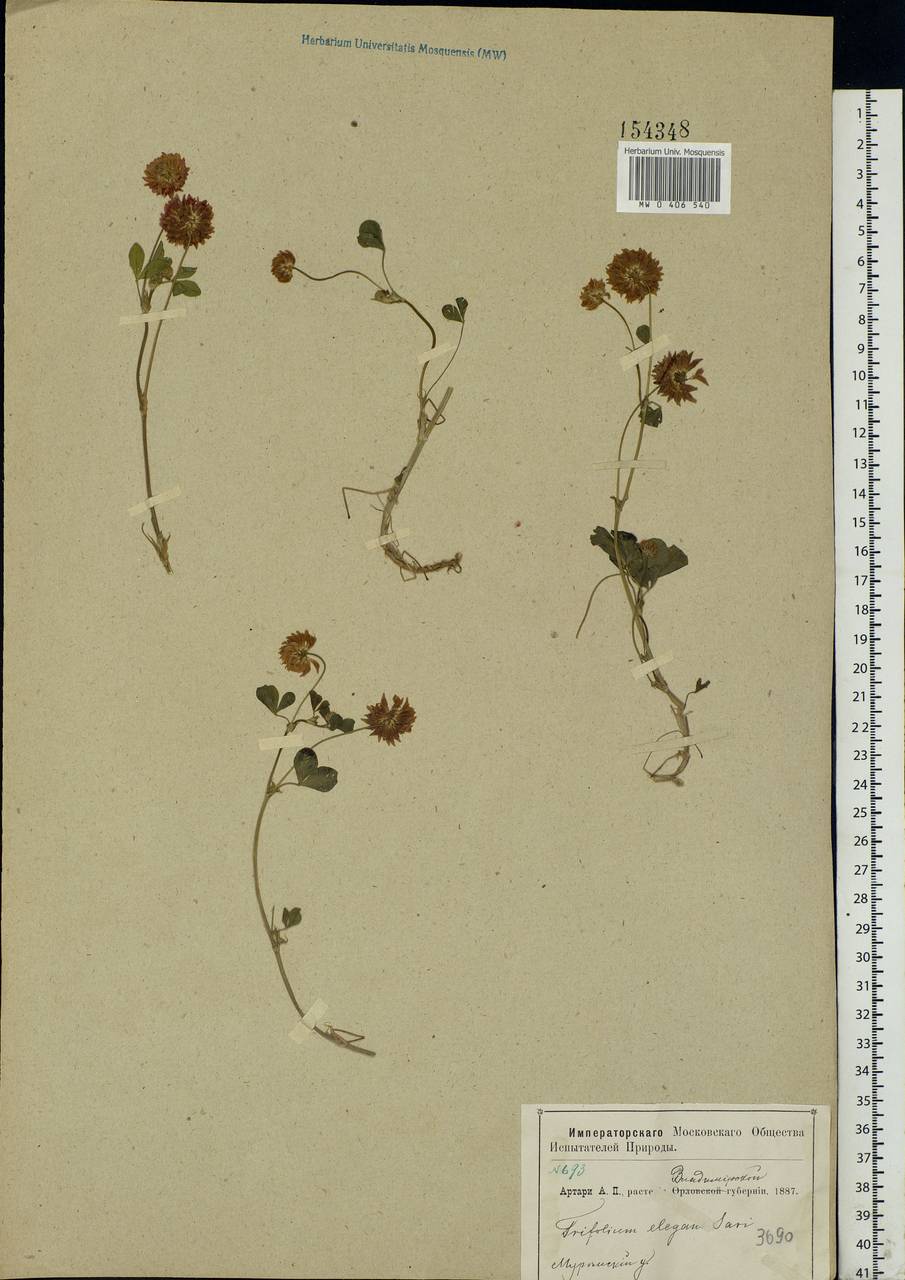 Trifolium hybridum L., Eastern Europe, Central region (E4) (Russia)