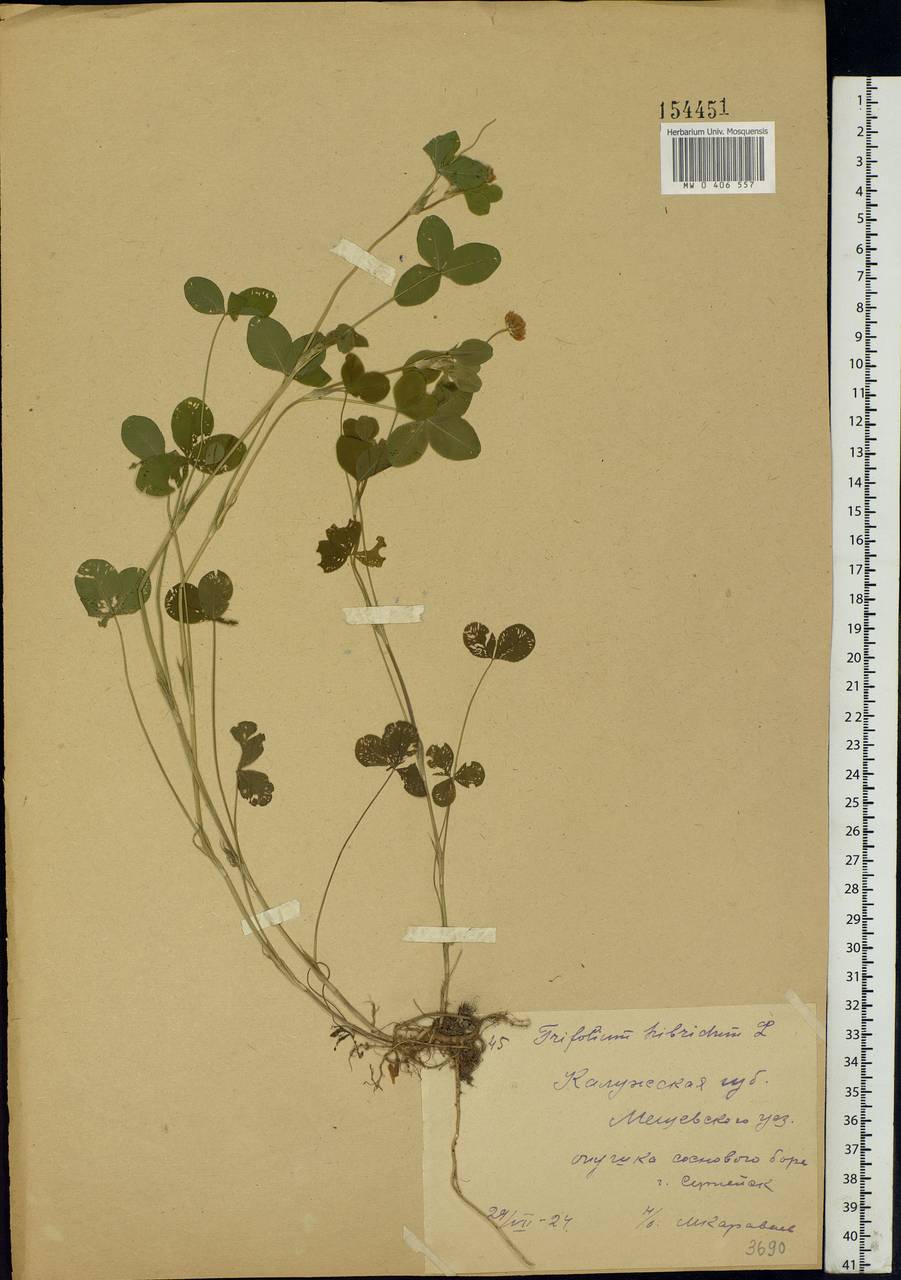 Trifolium hybridum L., Eastern Europe, Central region (E4) (Russia)