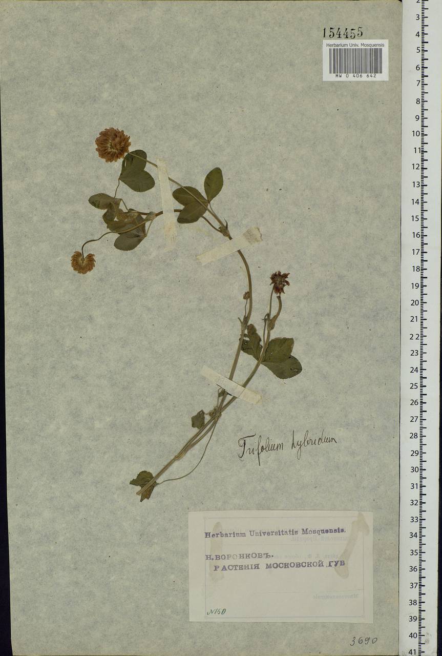 Trifolium hybridum L., Eastern Europe, Moscow region (E4a) (Russia)