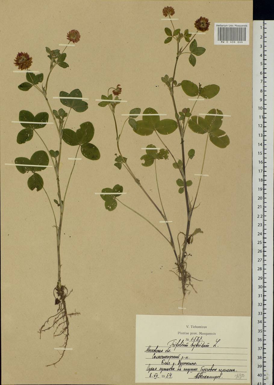 Trifolium hybridum L., Eastern Europe, Moscow region (E4a) (Russia)
