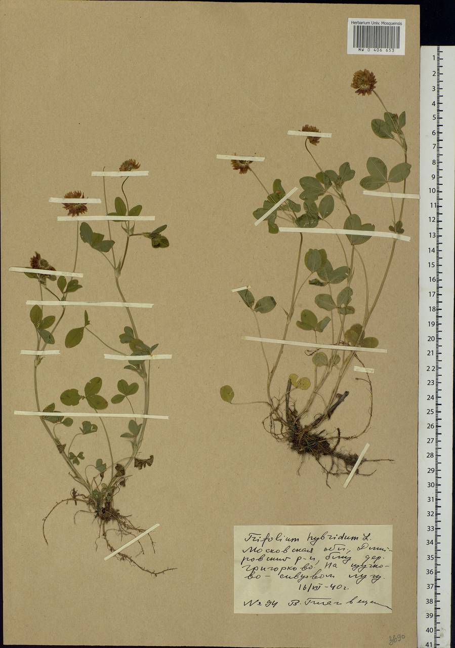 Trifolium hybridum L., Eastern Europe, Moscow region (E4a) (Russia)