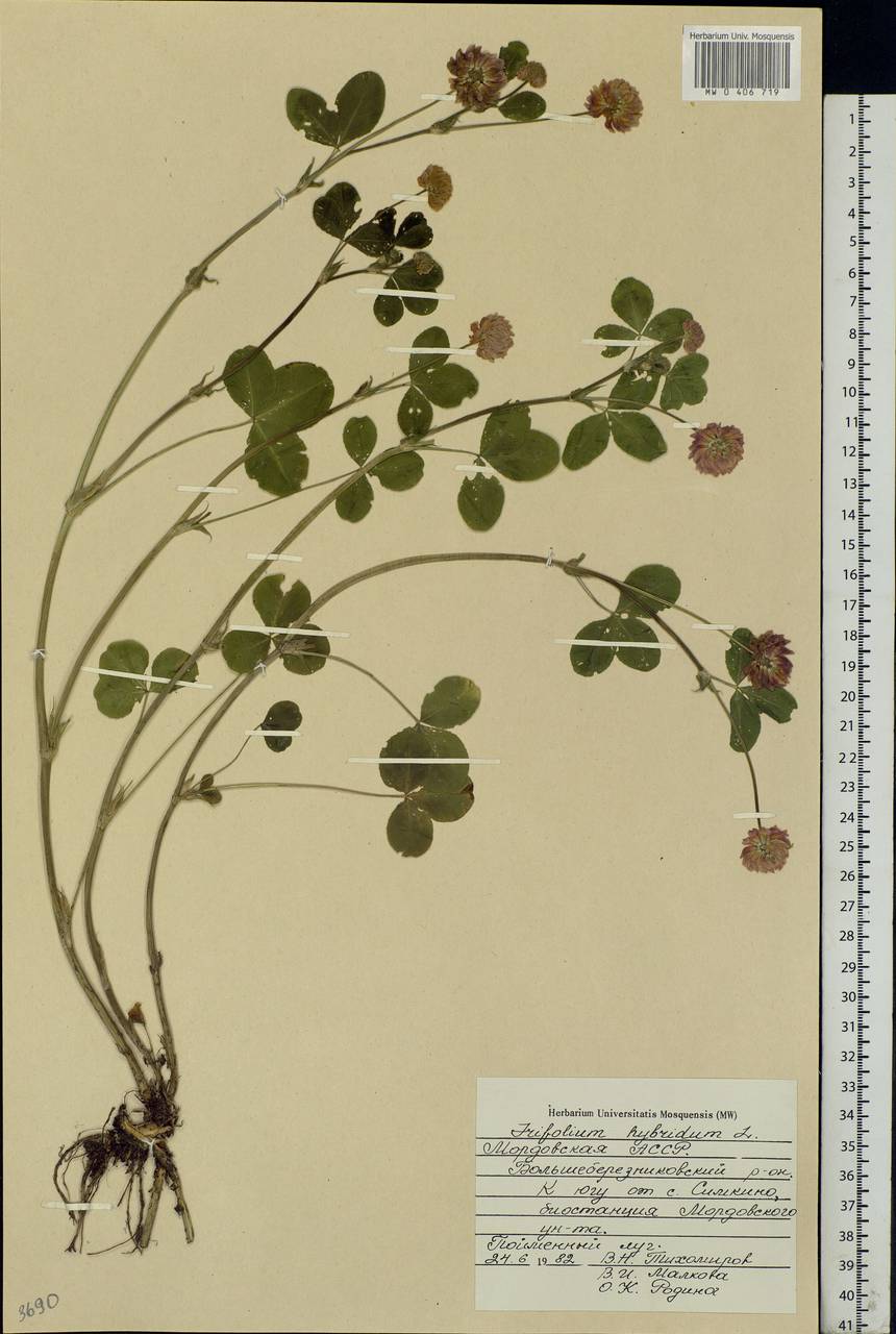 Trifolium hybridum L., Eastern Europe, Middle Volga region (E8) (Russia)