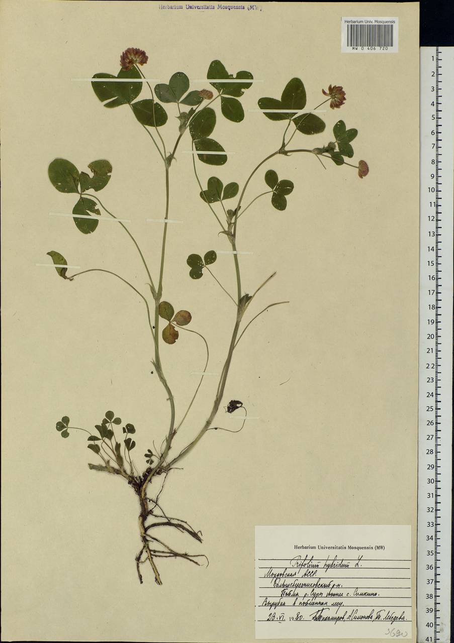 Trifolium hybridum L., Eastern Europe, Middle Volga region (E8) (Russia)