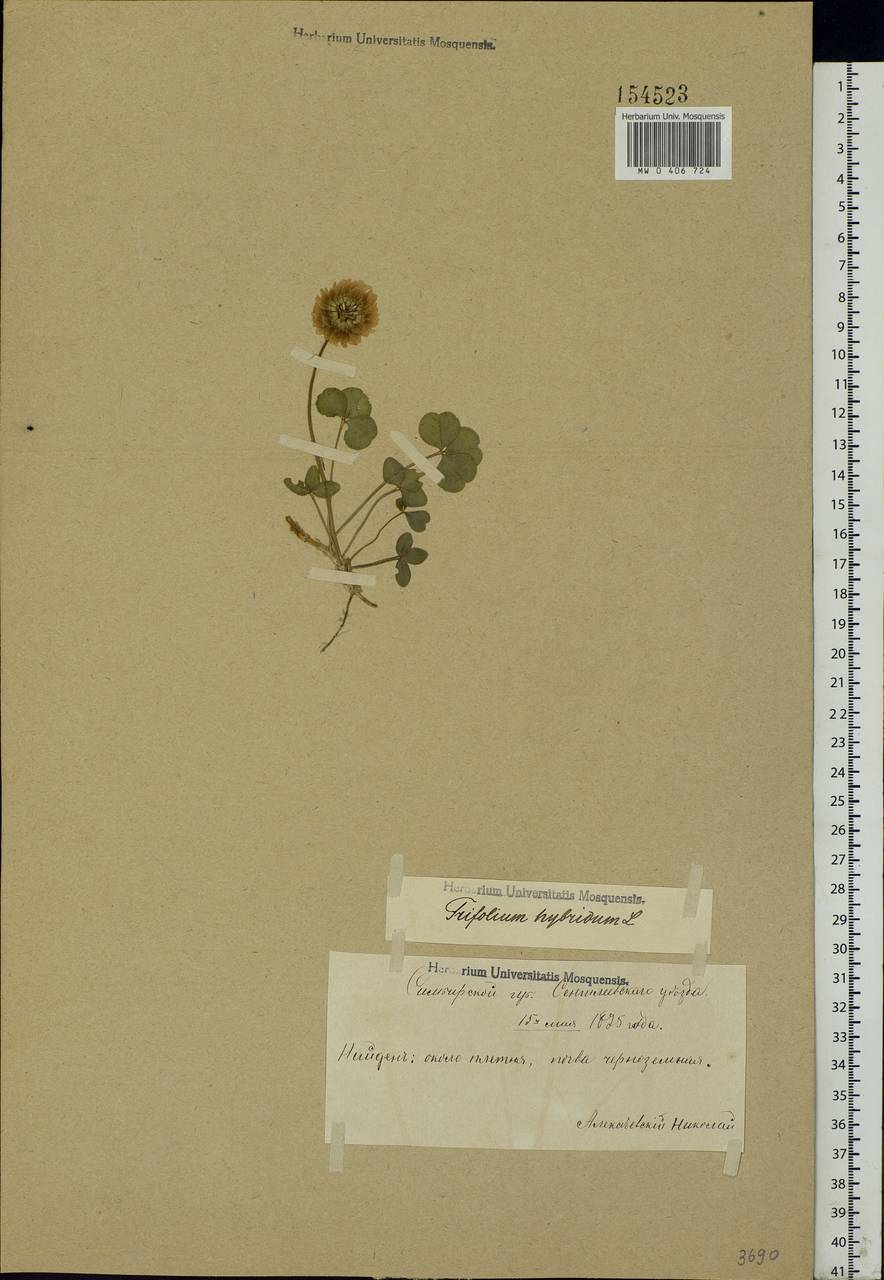 Trifolium hybridum L., Eastern Europe, Middle Volga region (E8) (Russia)