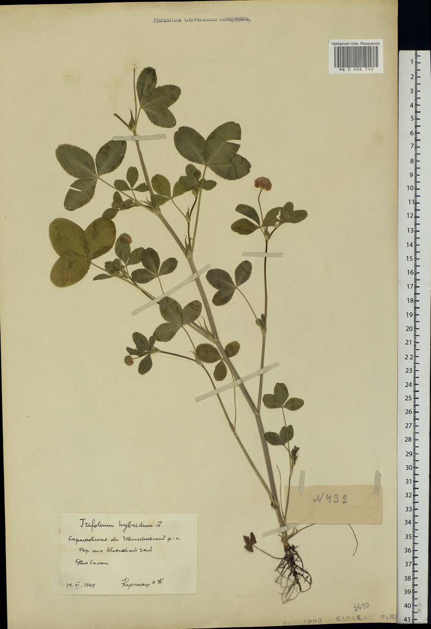 Trifolium hybridum L., Eastern Europe, Lower Volga region (E9) (Russia)