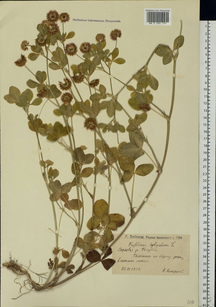 Trifolium hybridum L., Eastern Europe, Lower Volga region (E9) (Russia)