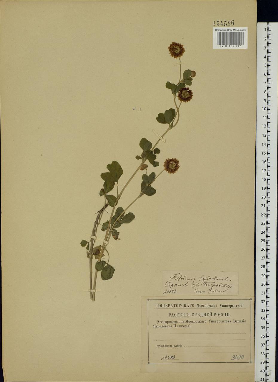 Trifolium hybridum L., Eastern Europe, Lower Volga region (E9) (Russia)
