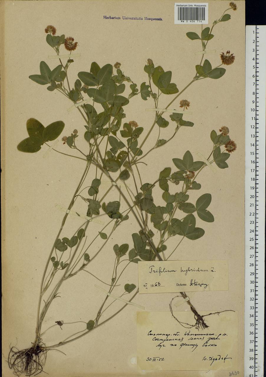 Trifolium hybridum L., Eastern Europe, Lower Volga region (E9) (Russia)