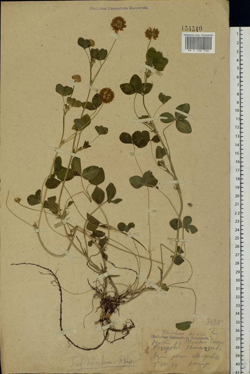 Trifolium hybridum L., Eastern Europe, Eastern region (E10) (Russia)