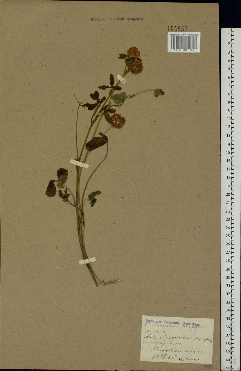Trifolium hybridum L., Eastern Europe, North Ukrainian region (E11) (Ukraine)