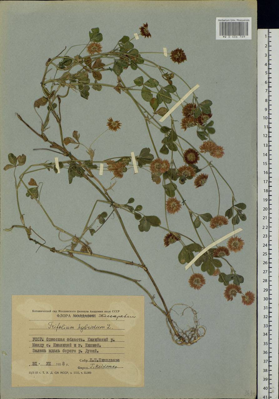 Trifolium hybridum L., Eastern Europe, South Ukrainian region (E12) (Ukraine)