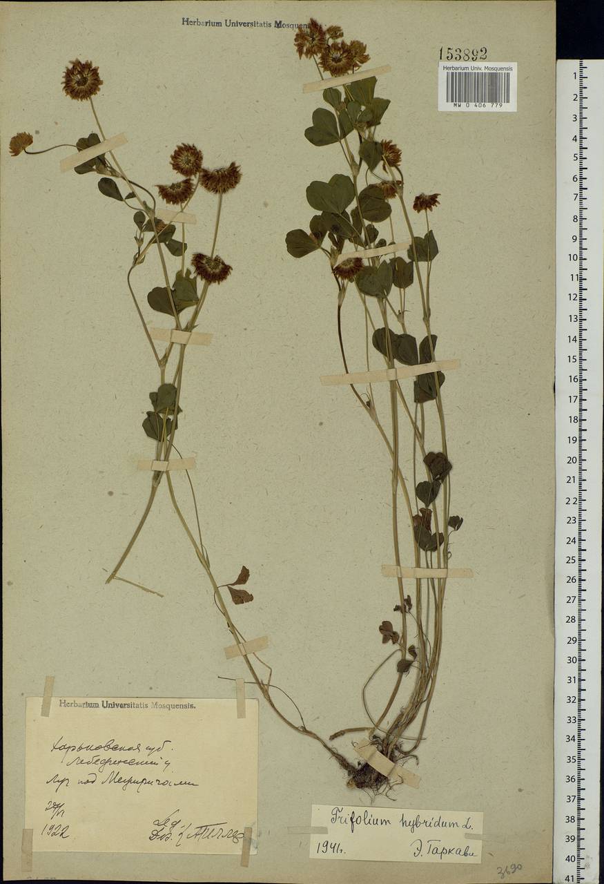 Trifolium hybridum L., Eastern Europe, North Ukrainian region (E11) (Ukraine)
