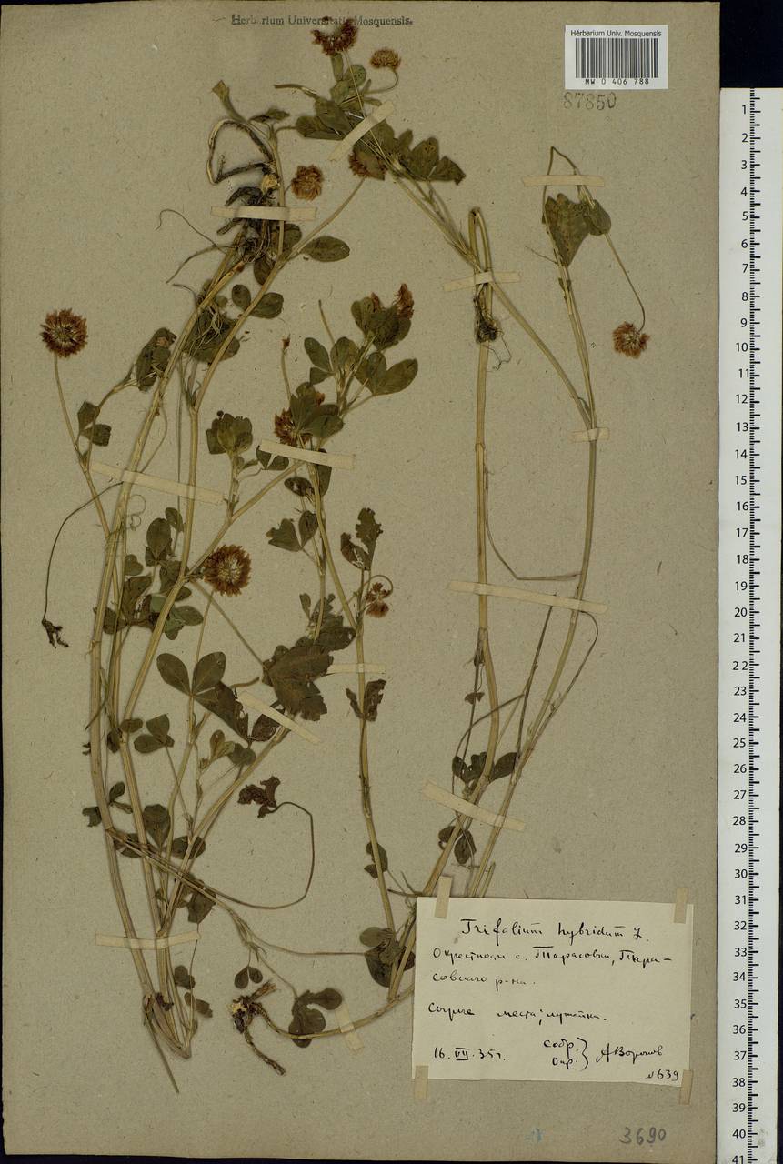 Trifolium hybridum L., Eastern Europe, Rostov Oblast (E12a) (Russia)