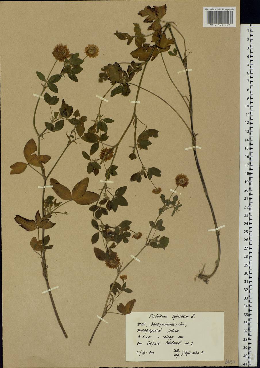 Trifolium hybridum L., Eastern Europe, West Ukrainian region (E13) (Ukraine)
