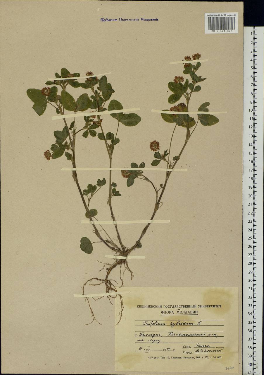 Trifolium hybridum L., Eastern Europe, Moldova (E13a) (Moldova)