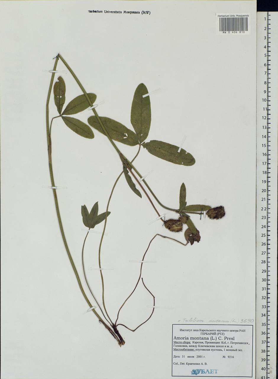 Trifolium montanum L., Eastern Europe, Northern region (E1) (Russia)