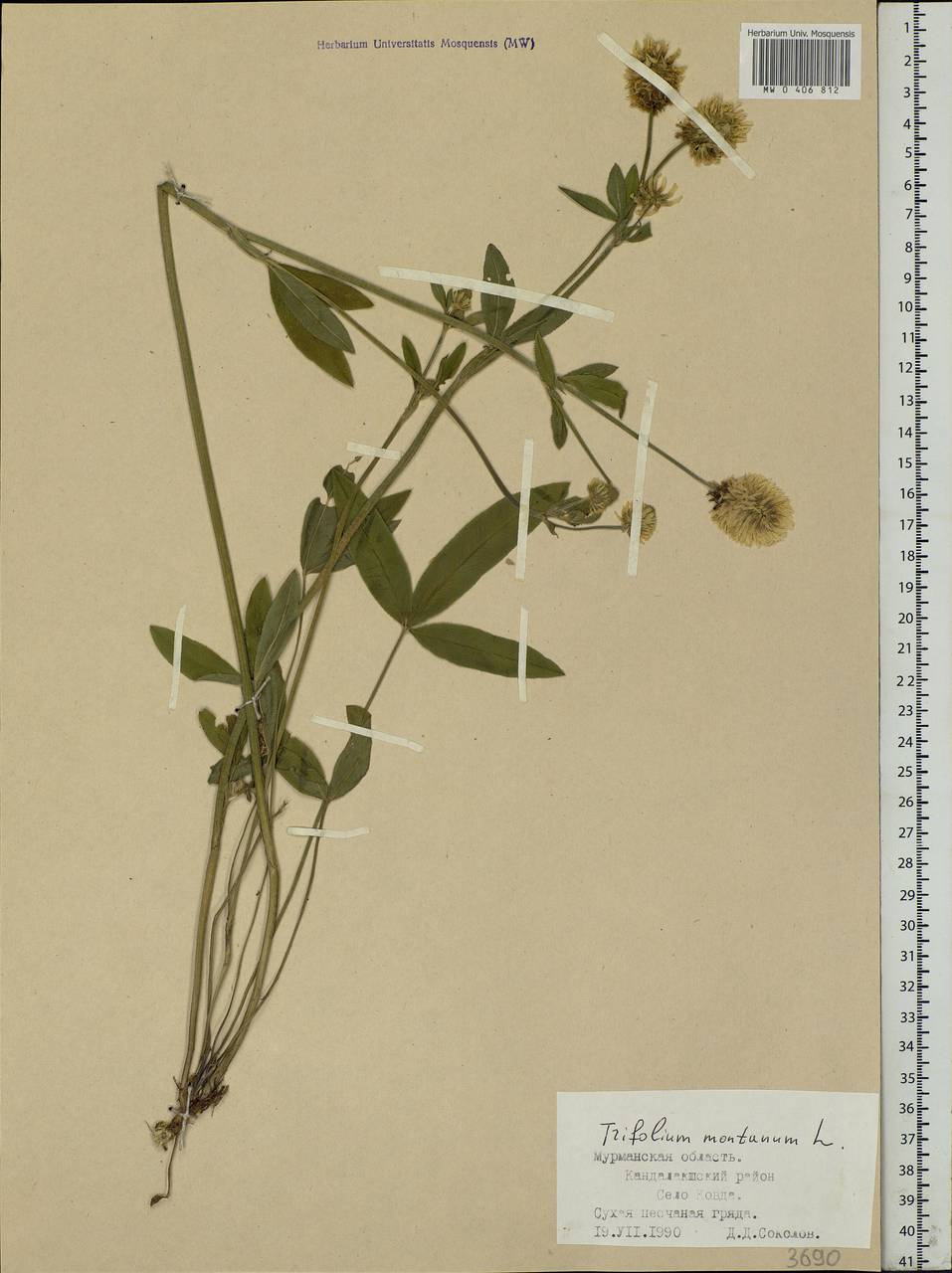 Trifolium montanum L., Eastern Europe, Northern region (E1) (Russia)