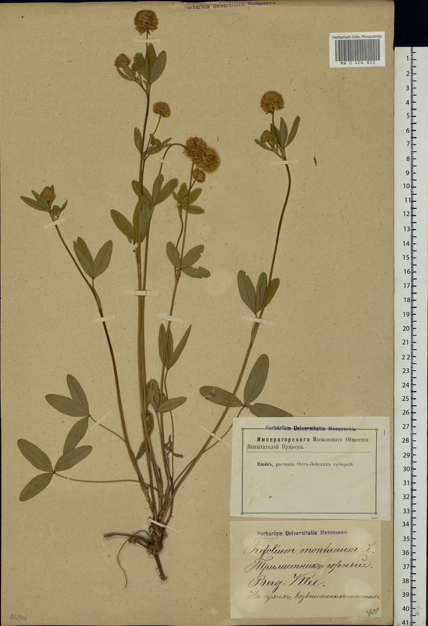 Trifolium montanum L., Eastern Europe, Latvia (E2b) (Latvia)