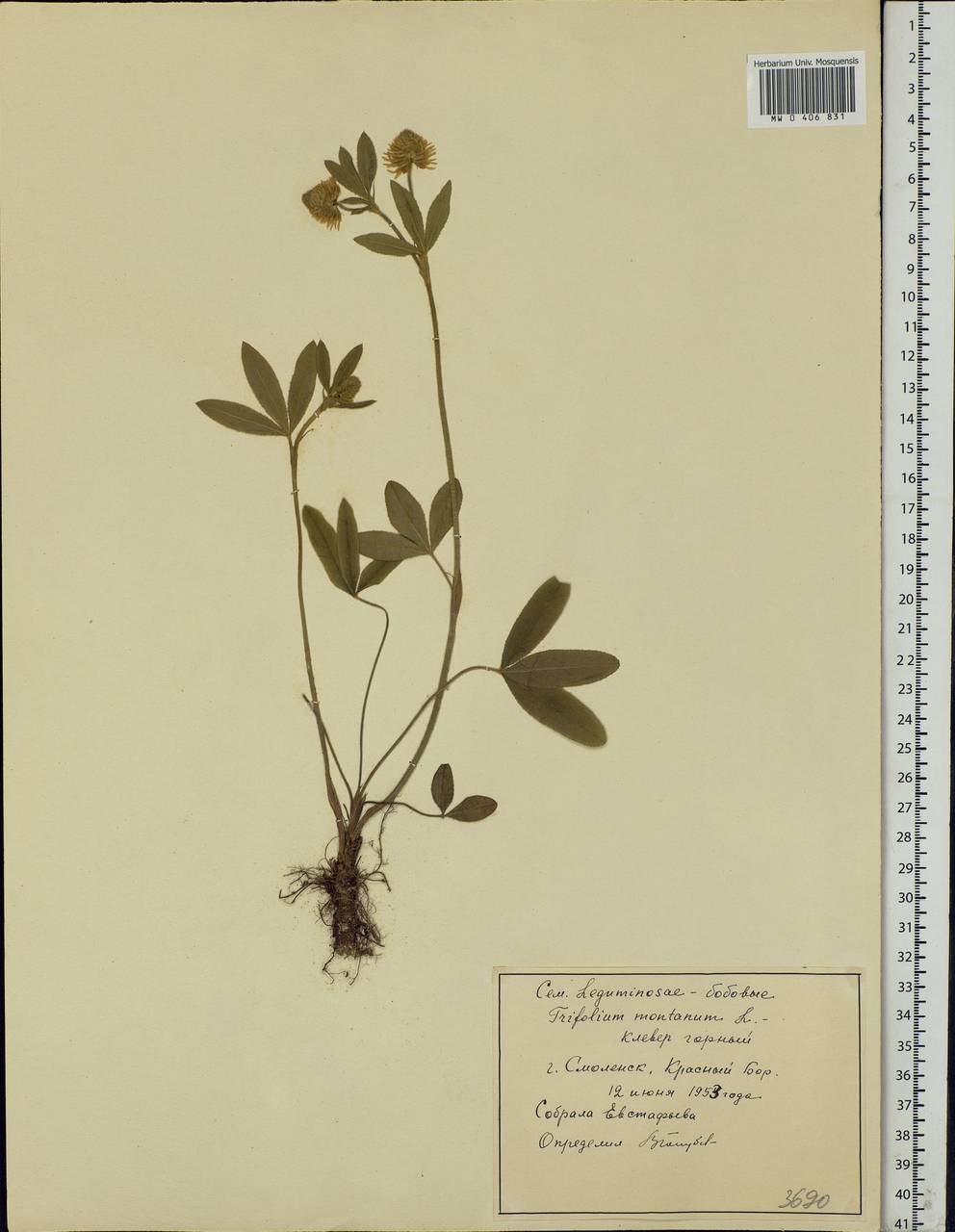 Trifolium montanum L., Eastern Europe, Western region (E3) (Russia)