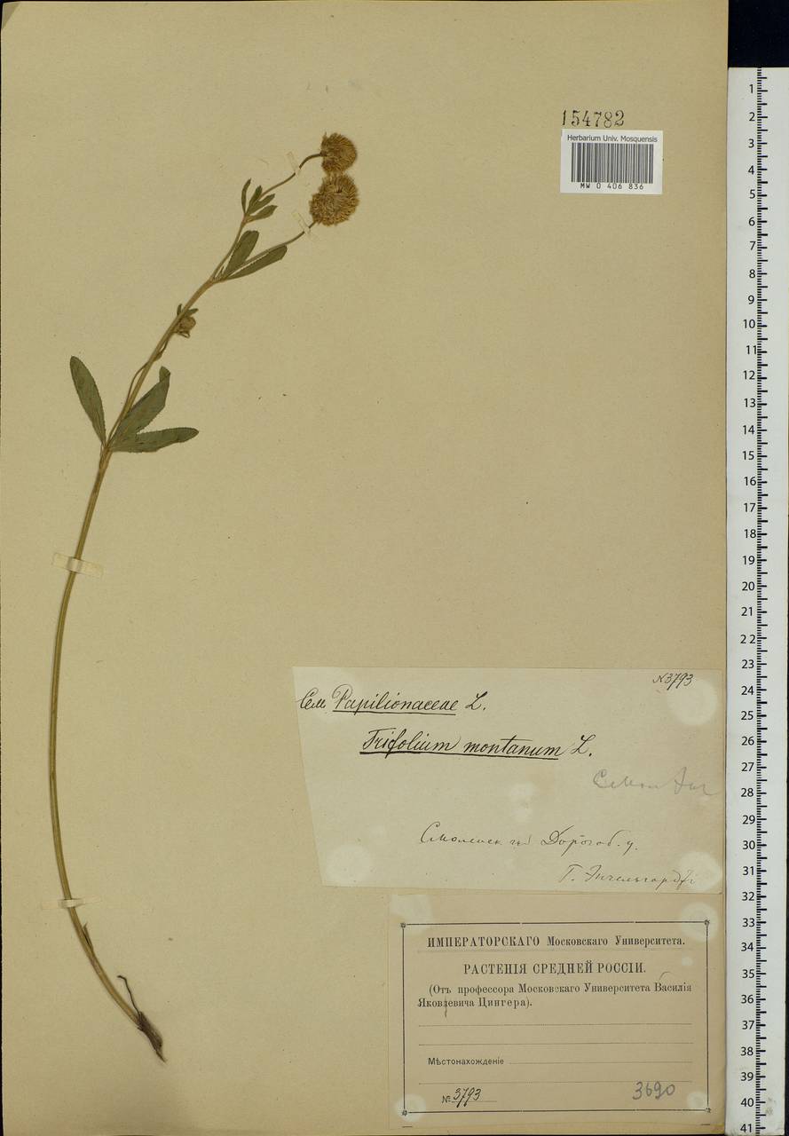 Trifolium montanum L., Eastern Europe, Western region (E3) (Russia)