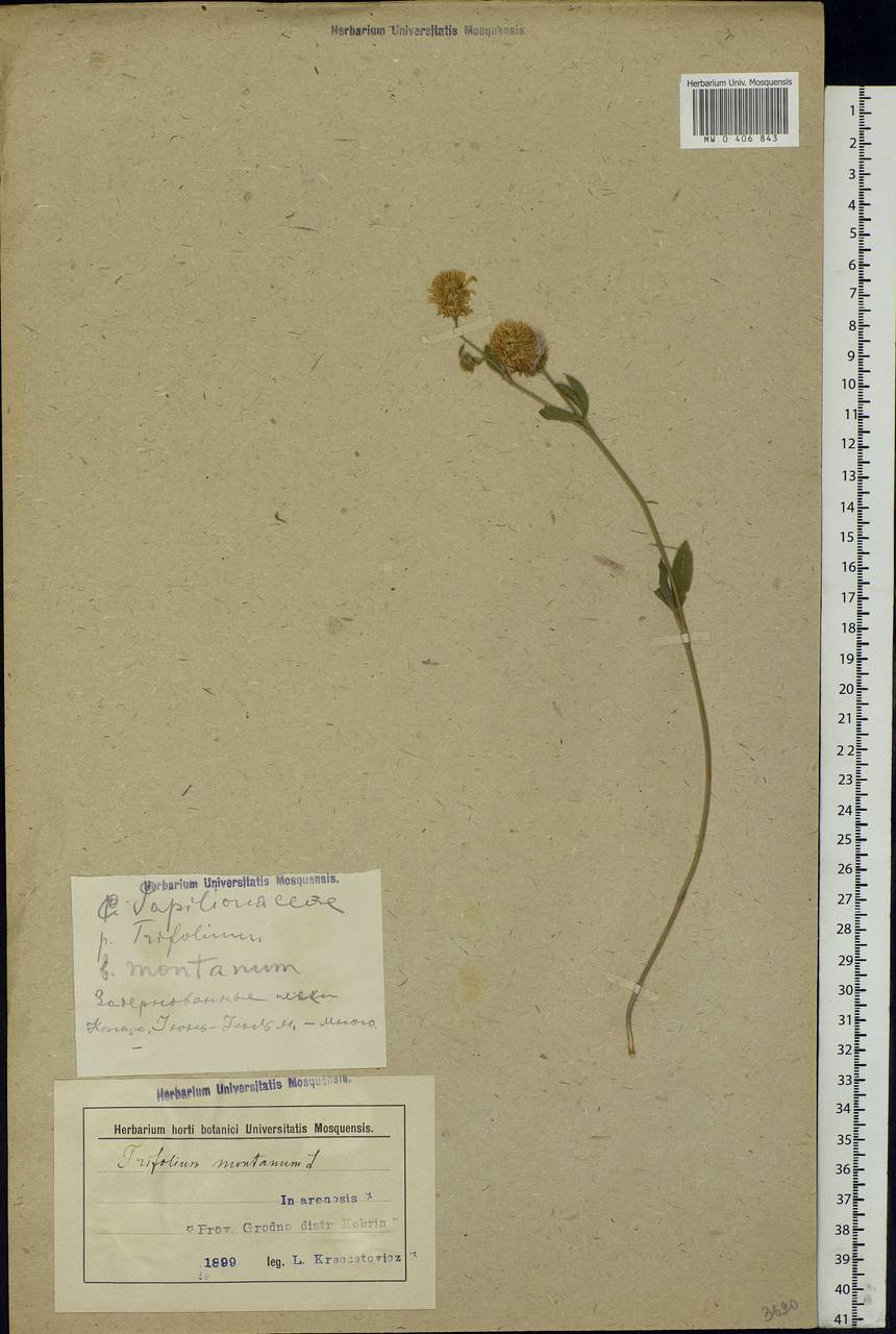 Trifolium montanum L., Eastern Europe, Belarus (E3a) (Belarus)