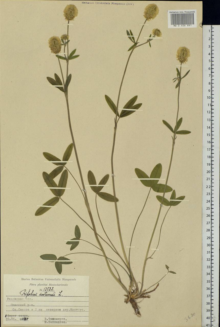 Trifolium montanum L., Eastern Europe, Central region (E4) (Russia)