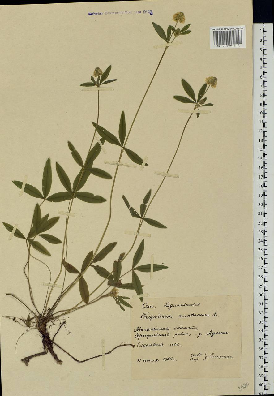 Trifolium montanum L., Eastern Europe, Moscow region (E4a) (Russia)
