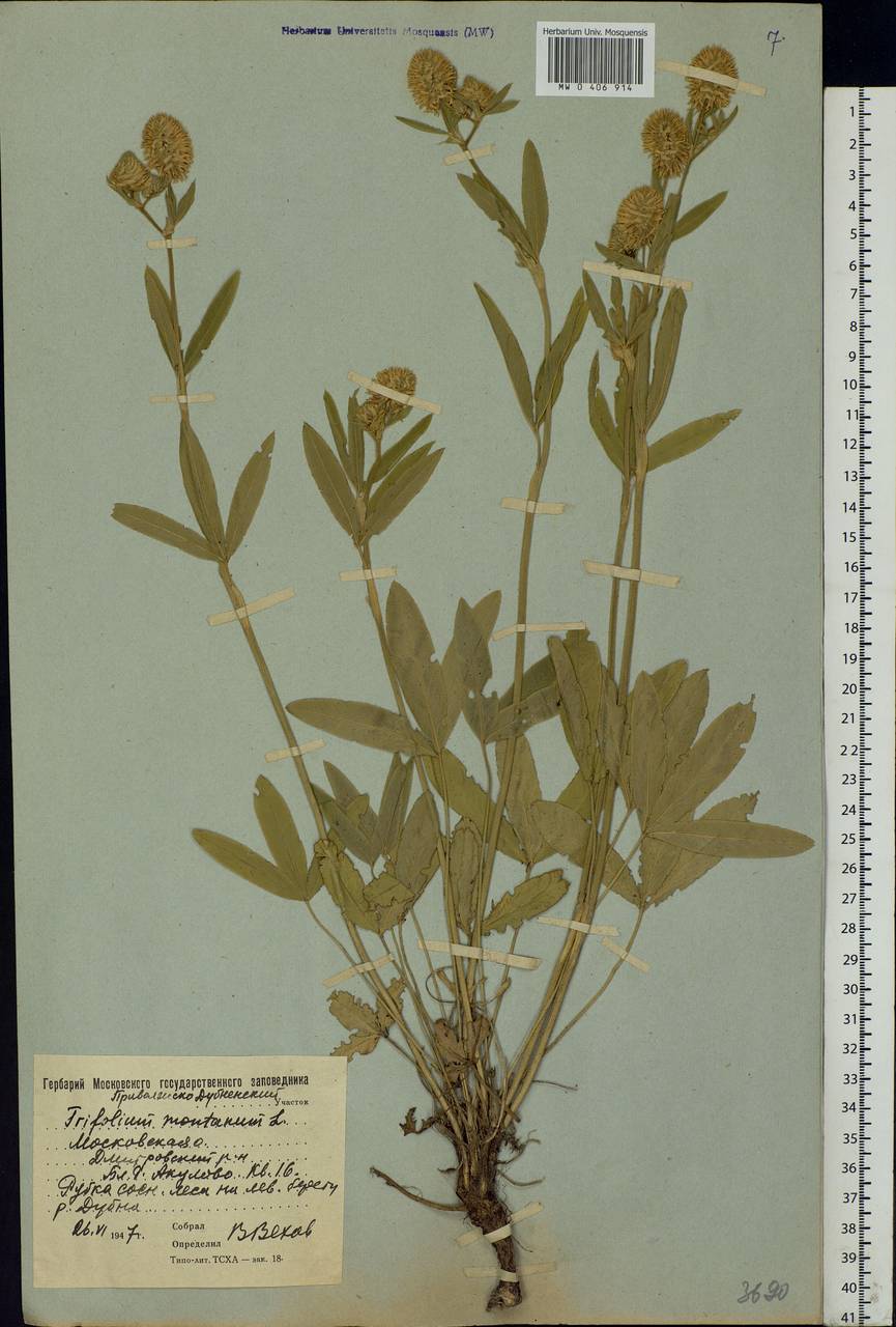 Trifolium montanum L., Eastern Europe, Moscow region (E4a) (Russia)