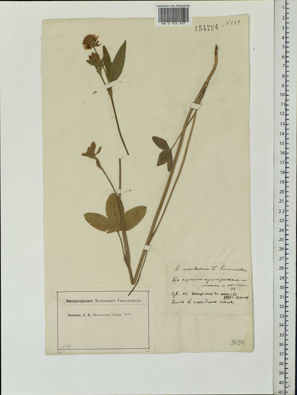 Trifolium montanum L., Eastern Europe, Moscow region (E4a) (Russia)