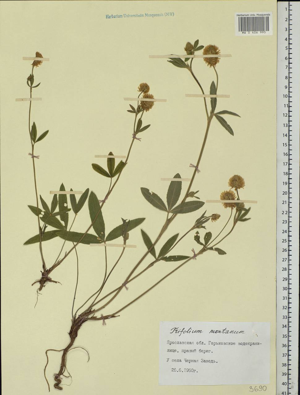 Trifolium montanum L., Eastern Europe, Central forest region (E5) (Russia)
