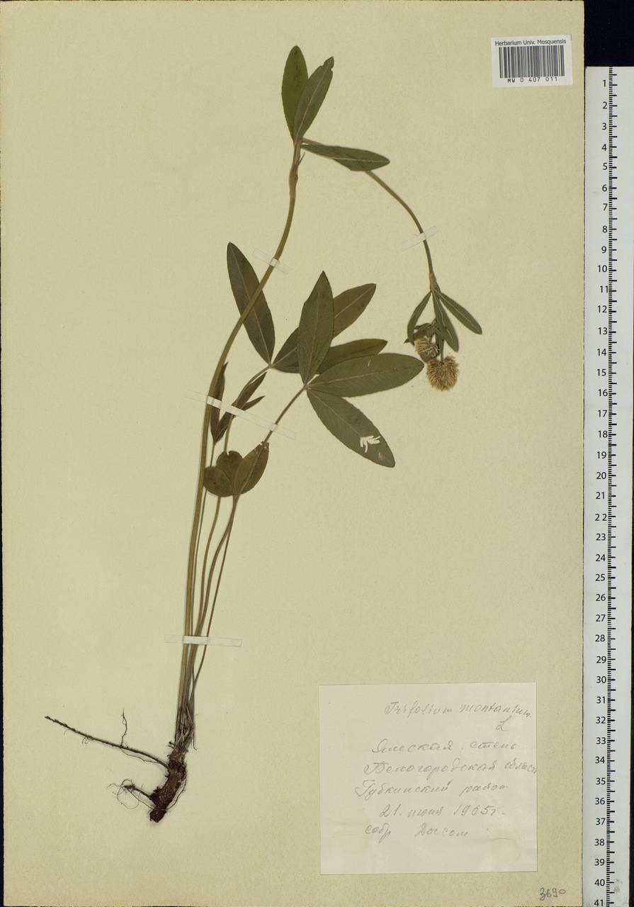 Trifolium montanum L., Eastern Europe, Central forest-and-steppe region (E6) (Russia)