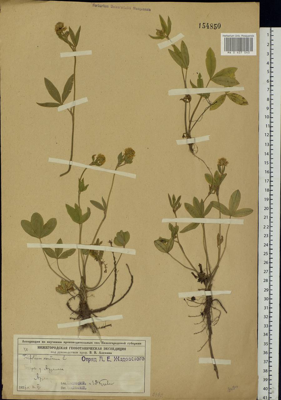 Trifolium montanum L., Eastern Europe, Volga-Kama region (E7) (Russia)