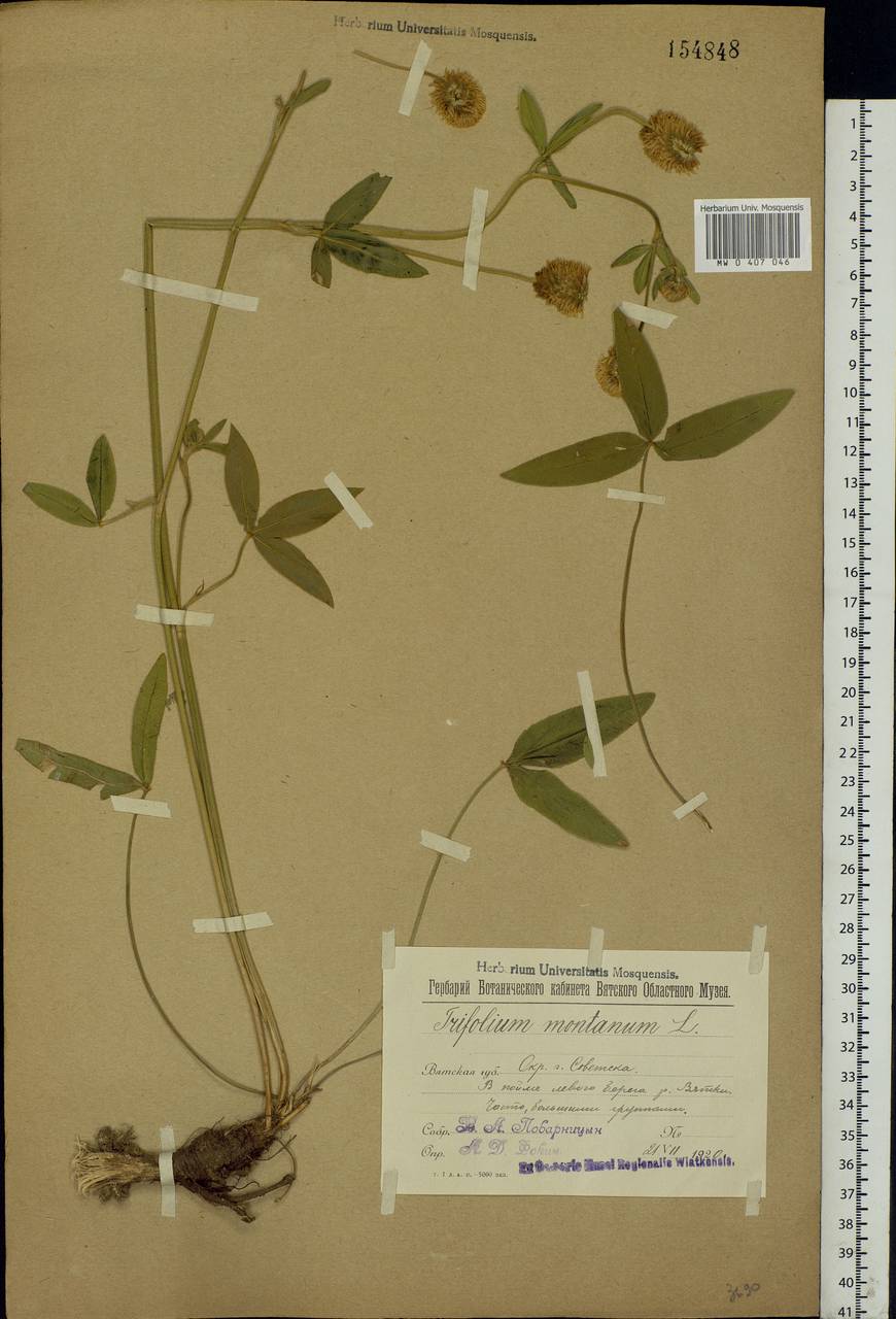 Trifolium montanum L., Eastern Europe, Volga-Kama region (E7) (Russia)