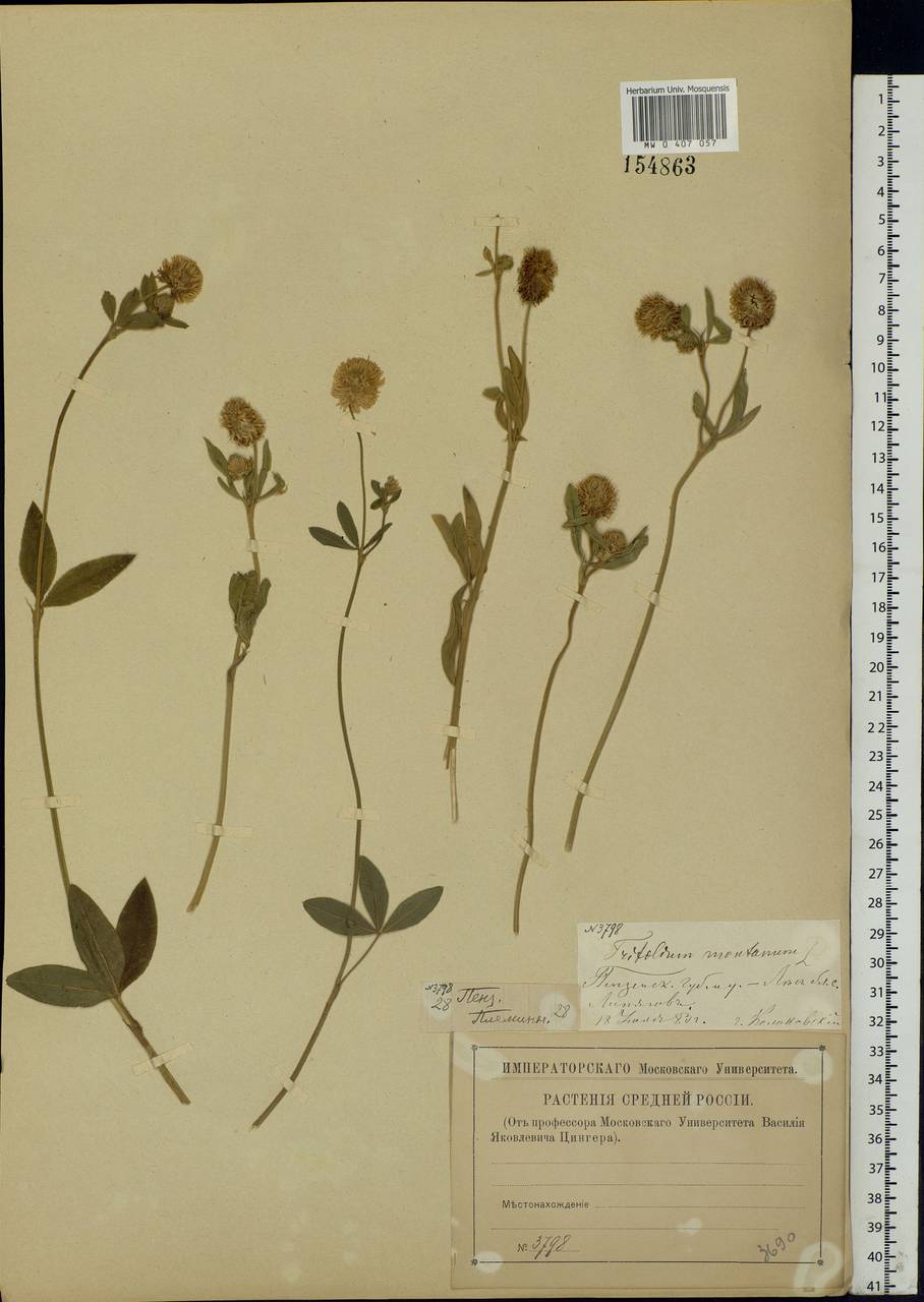 Trifolium montanum L., Eastern Europe, Middle Volga region (E8) (Russia)