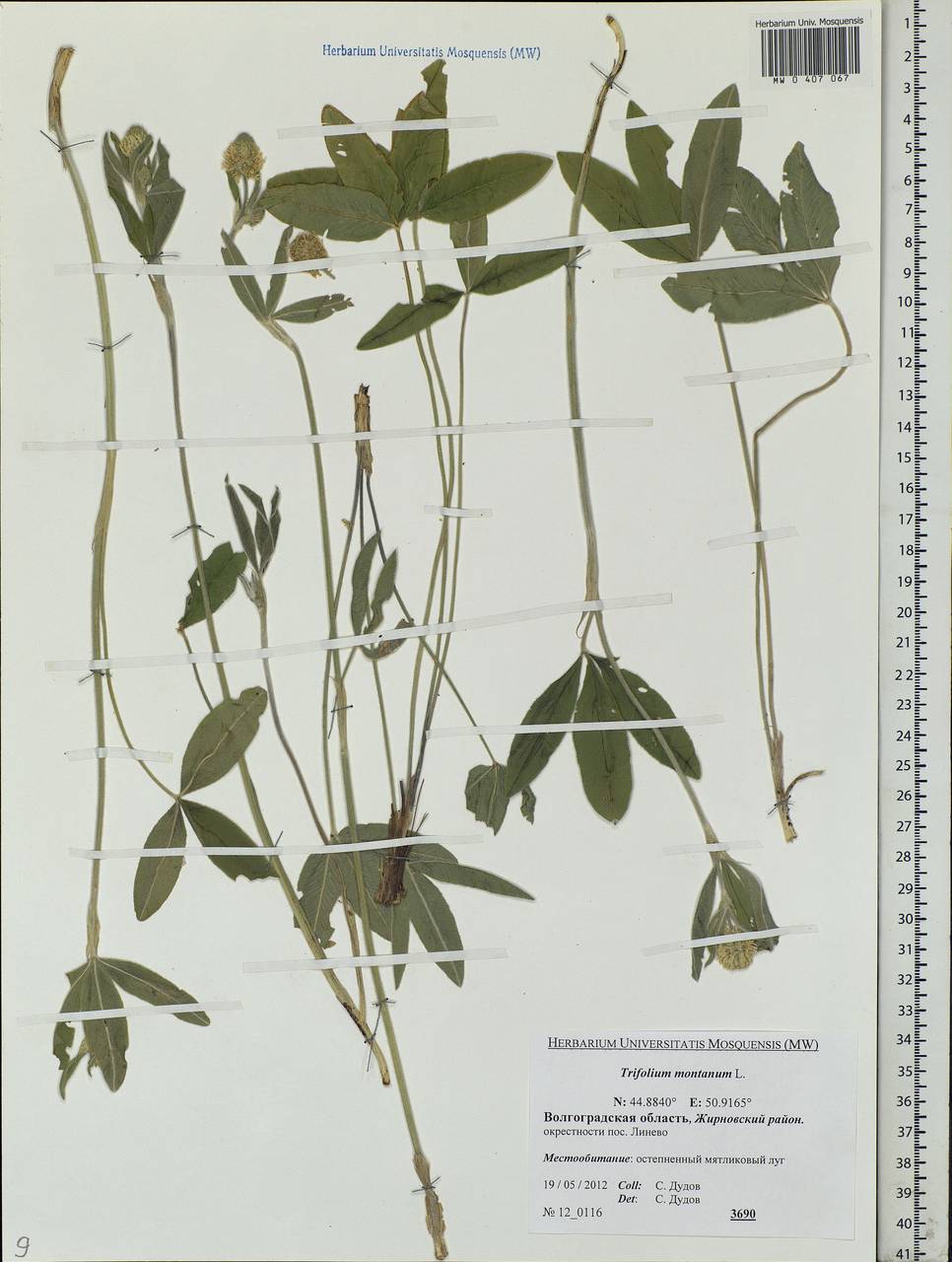 Trifolium montanum L., Eastern Europe, Lower Volga region (E9) (Russia)