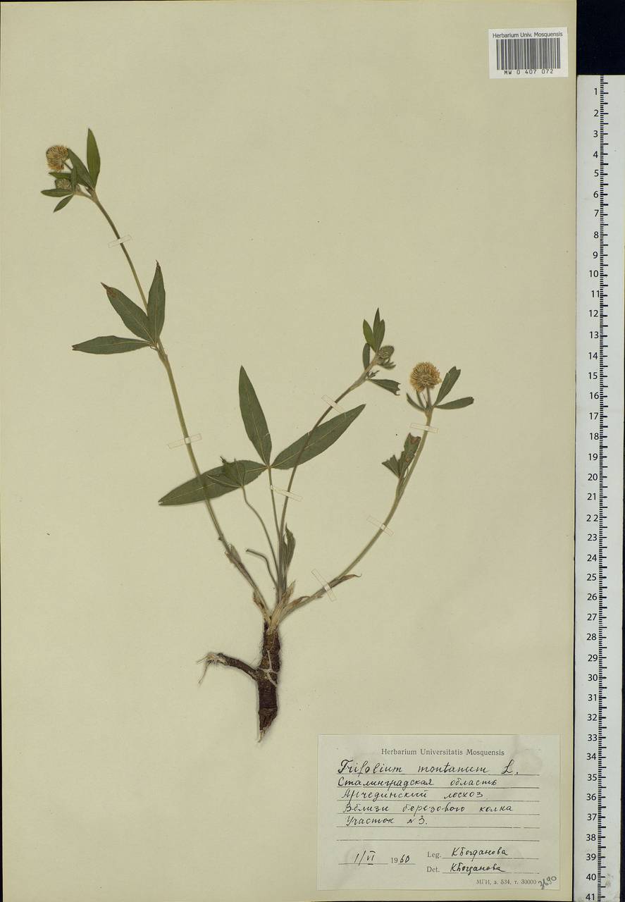 Trifolium montanum L., Eastern Europe, Lower Volga region (E9) (Russia)